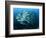 Tightly Balled School of Jack Fish, Sipadan Island, Sabah, Malaysia, Borneo, Southeast Asia-Murray Louise-Framed Photographic Print