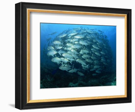 Tightly Balled School of Jack Fish, Sipadan Island, Sabah, Malaysia, Borneo, Southeast Asia-Murray Louise-Framed Photographic Print