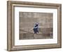 Tightrope-Banksy-Framed Giclee Print