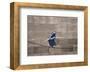 Tightrope-Banksy-Framed Giclee Print