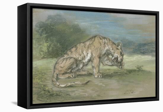 Tigre couché, tourné à droite, léchant une de ses pattes de devant-Eugene Delacroix-Framed Premier Image Canvas
