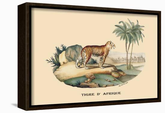 Tigre d'Afrique-E.f. Noel-Framed Art Print