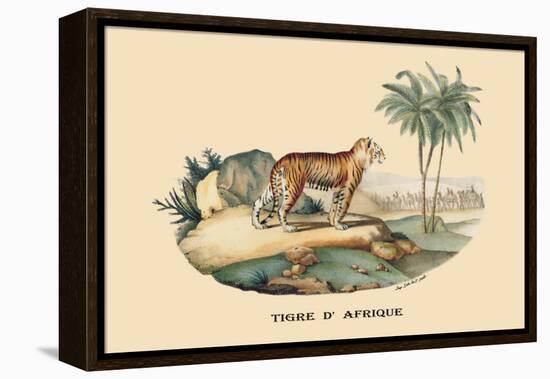 Tigre d'Afrique-E.f. Noel-Framed Stretched Canvas