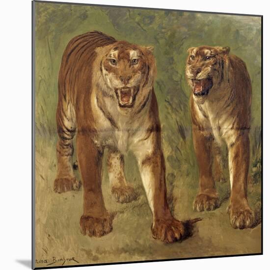 Tigre royal furieux-Rosa Bonheur-Mounted Giclee Print