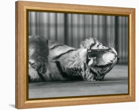 Tigress 'Sally', Yawning, While Lying on the Floor of Her Enclosure, London Zoo, 1928 (B/W Photo)-Frederick William Bond-Framed Premier Image Canvas