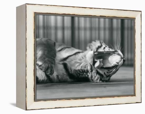 Tigress 'Sally', Yawning, While Lying on the Floor of Her Enclosure, London Zoo, 1928 (B/W Photo)-Frederick William Bond-Framed Premier Image Canvas