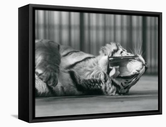 Tigress 'Sally', Yawning, While Lying on the Floor of Her Enclosure, London Zoo, 1928 (B/W Photo)-Frederick William Bond-Framed Premier Image Canvas