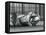 Tigress 'Sally', Yawning, While Lying on the Floor of Her Enclosure, London Zoo, 1928 (B/W Photo)-Frederick William Bond-Framed Premier Image Canvas