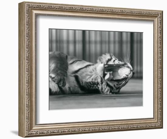 Tigress 'Sally', Yawning, While Lying on the Floor of Her Enclosure, London Zoo, 1928 (B/W Photo)-Frederick William Bond-Framed Giclee Print