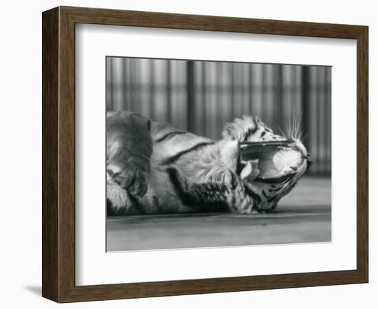 Tigress 'Sally', Yawning, While Lying on the Floor of Her Enclosure, London Zoo, 1928 (B/W Photo)-Frederick William Bond-Framed Giclee Print