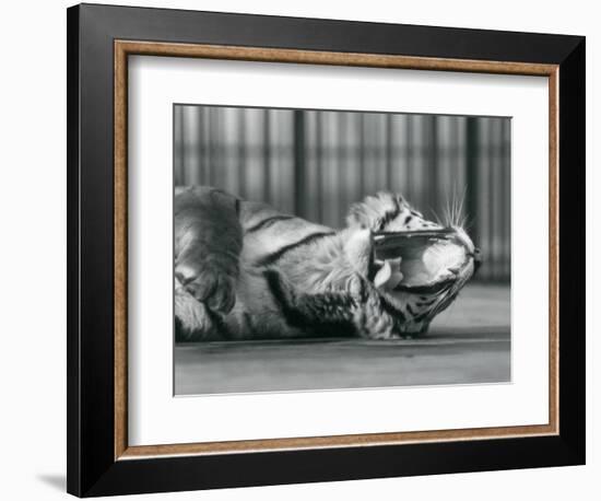 Tigress 'Sally', Yawning, While Lying on the Floor of Her Enclosure, London Zoo, 1928 (B/W Photo)-Frederick William Bond-Framed Giclee Print