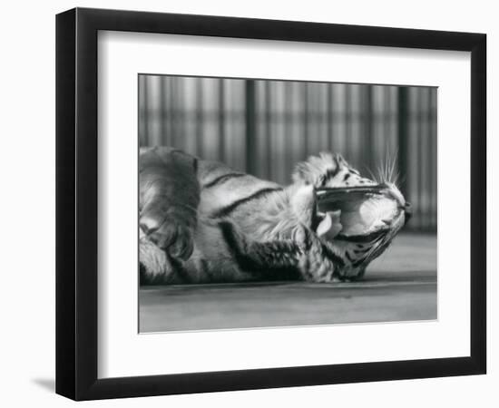 Tigress 'Sally', Yawning, While Lying on the Floor of Her Enclosure, London Zoo, 1928 (B/W Photo)-Frederick William Bond-Framed Giclee Print