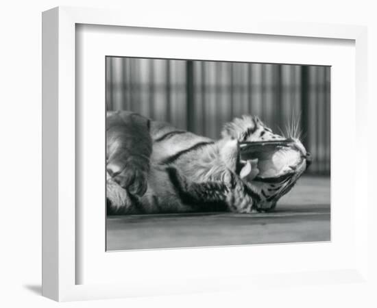 Tigress 'Sally', Yawning, While Lying on the Floor of Her Enclosure, London Zoo, 1928 (B/W Photo)-Frederick William Bond-Framed Giclee Print