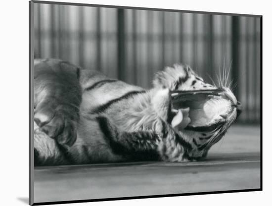 Tigress 'Sally', Yawning, While Lying on the Floor of Her Enclosure, London Zoo, 1928 (B/W Photo)-Frederick William Bond-Mounted Giclee Print