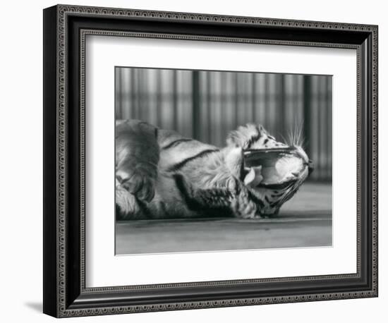 Tigress 'Sally', Yawning, While Lying on the Floor of Her Enclosure, London Zoo, 1928 (B/W Photo)-Frederick William Bond-Framed Giclee Print