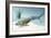 Tiktaalik Prehistoric Fish, Artwork-National Science Foundation-Framed Photographic Print