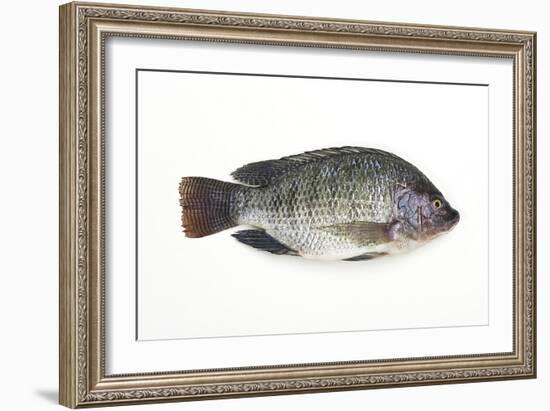 Tilapia-David Nunuk-Framed Photographic Print