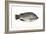 Tilapia-David Nunuk-Framed Photographic Print