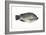 Tilapia-David Nunuk-Framed Photographic Print