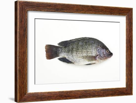 Tilapia-David Nunuk-Framed Photographic Print