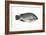 Tilapia-David Nunuk-Framed Photographic Print