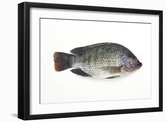 Tilapia-David Nunuk-Framed Photographic Print