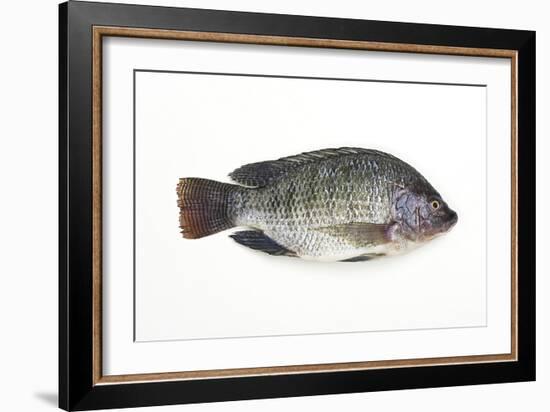 Tilapia-David Nunuk-Framed Photographic Print