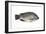 Tilapia-David Nunuk-Framed Photographic Print