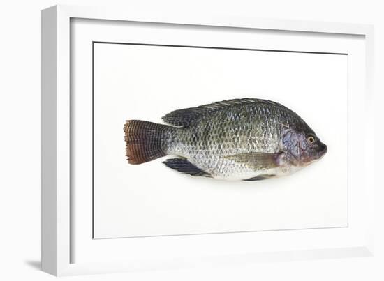 Tilapia-David Nunuk-Framed Photographic Print