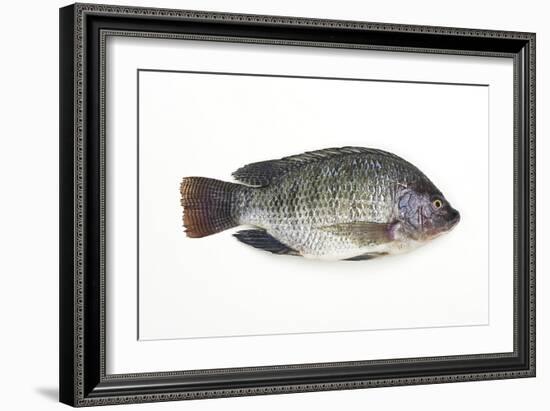 Tilapia-David Nunuk-Framed Photographic Print