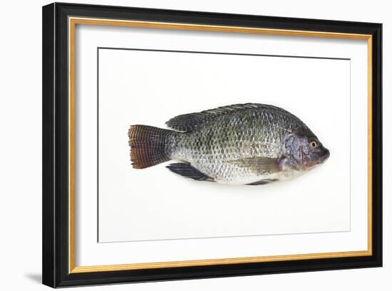 Tilapia-David Nunuk-Framed Photographic Print