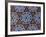 Tile Inside Topkapi Palace, Istanbul, Turkey-Joe Restuccia III-Framed Photographic Print