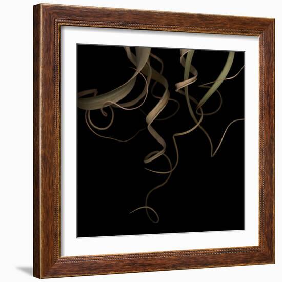 Tillandsia 1 - Air Plant-Doris Mitsch-Framed Photographic Print