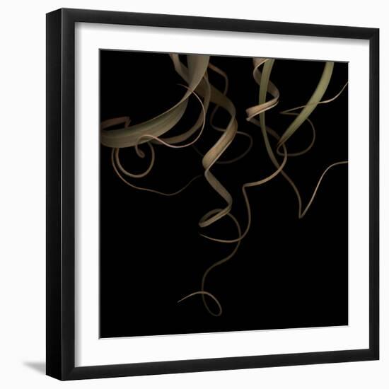 Tillandsia 1 - Air Plant-Doris Mitsch-Framed Photographic Print