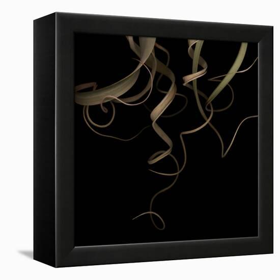 Tillandsia 1 - Air Plant-Doris Mitsch-Framed Premier Image Canvas