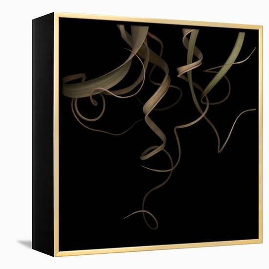 Tillandsia 1 - Air Plant-Doris Mitsch-Framed Premier Image Canvas