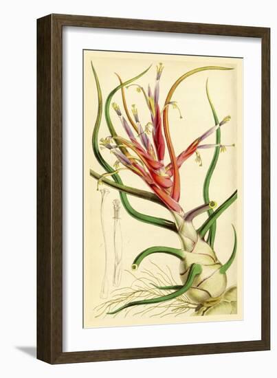 Tillandsia Bulbosa 1847-Vintage Lavoie-Framed Giclee Print