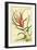 Tillandsia Bulbosa 1847-Vintage Lavoie-Framed Giclee Print