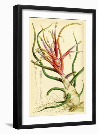 Tillandsia Bulbosa 1847-Vintage Lavoie-Framed Giclee Print