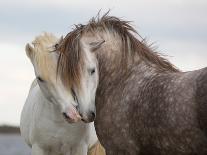 A Pair of Horses Kissing with their Heads Leaning on One Another-Tim_Booth-Photographic Print