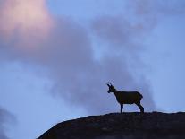 Chamois (Rupicapra Rupicapra) Silhouetted, Gran Paradiso National Park, Italy-Tim Edwards-Framed Premier Image Canvas