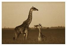 Giraffe adult and foal on savanna, Kenya - Sepia-Tim Fitzharris-Art Print