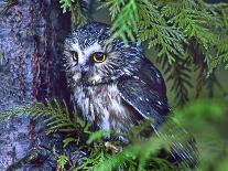 Great Horned Owl Pale Form, British Columbia, Canada-Tim Fitzharris-Photographic Print