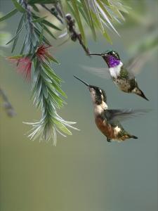 Tim Fitzharris Animals Art Prints Paintings Posters Wall Art Art Com