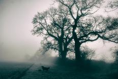 A Black Dog in a Field-Tim Kahane-Photographic Print