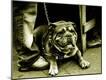 Photographic Print
