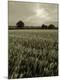 Photographic Print