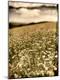 Premium Photographic Print