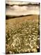 Premium Photographic Print