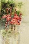 Flamingo Paper-Tim Knepp-Giclee Print